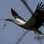 Der Storch bessert sein Nest aus