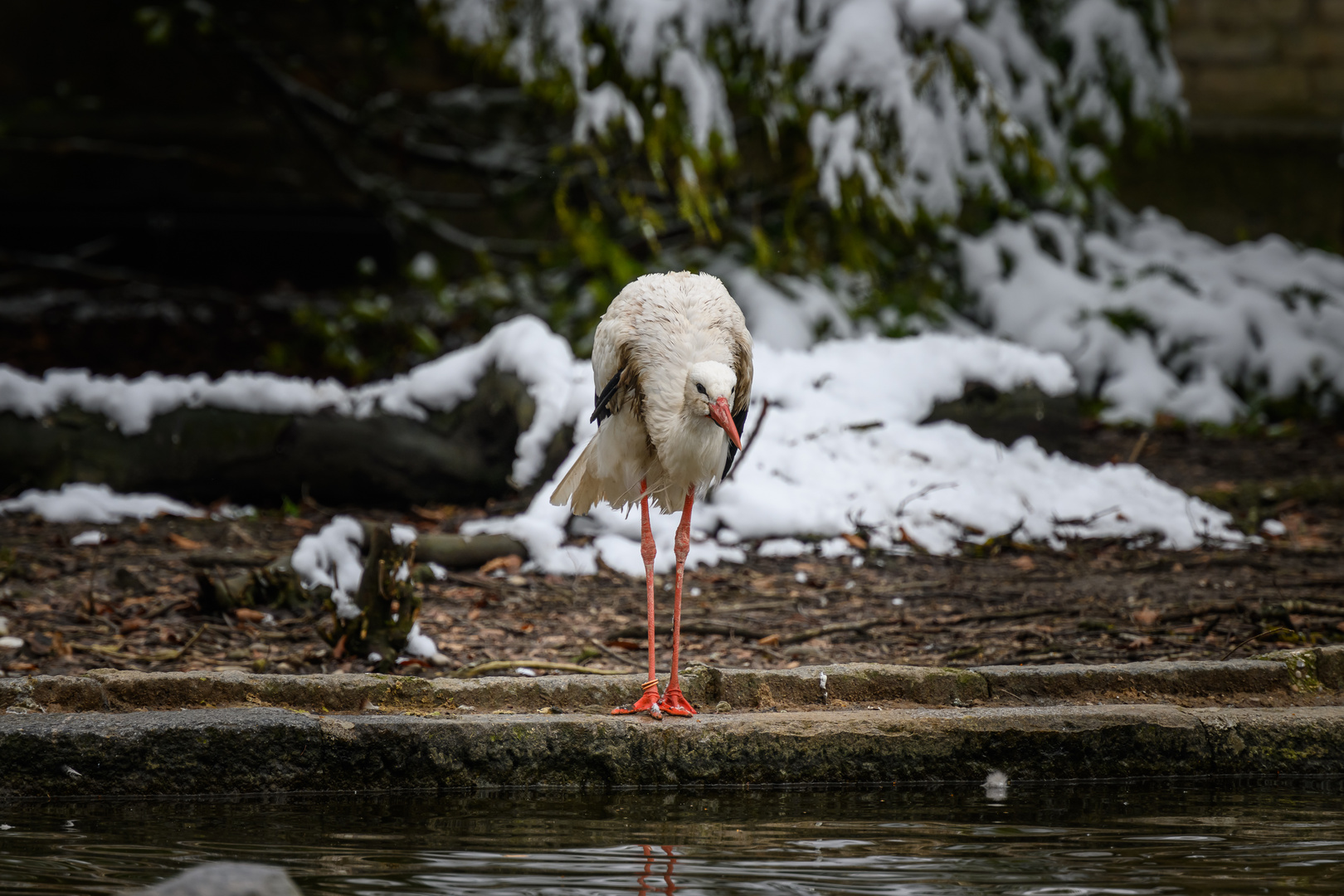 Der Storch blickt übers Wasser