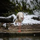 Der Storch blickt übers Wasser