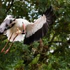 Der Storch bring die Babys