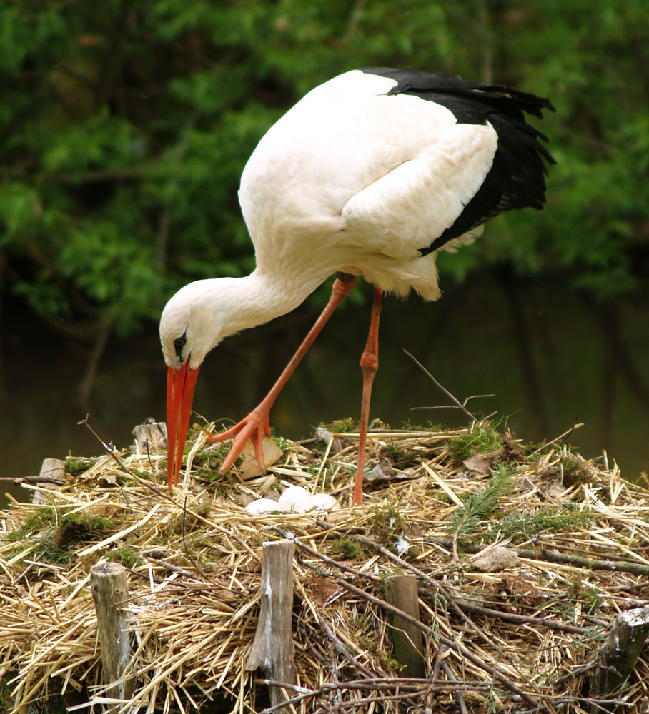 Der Storch bringt die "Babys" Foto & Bild tiere, tierdetails, natur