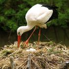 Der Storch bringt die "Babys"