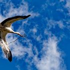 Der Storch bringt Material für den Nestbau