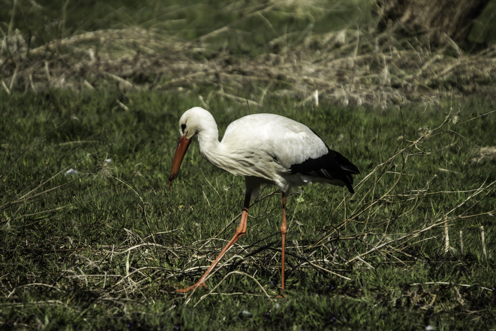 Der Storch