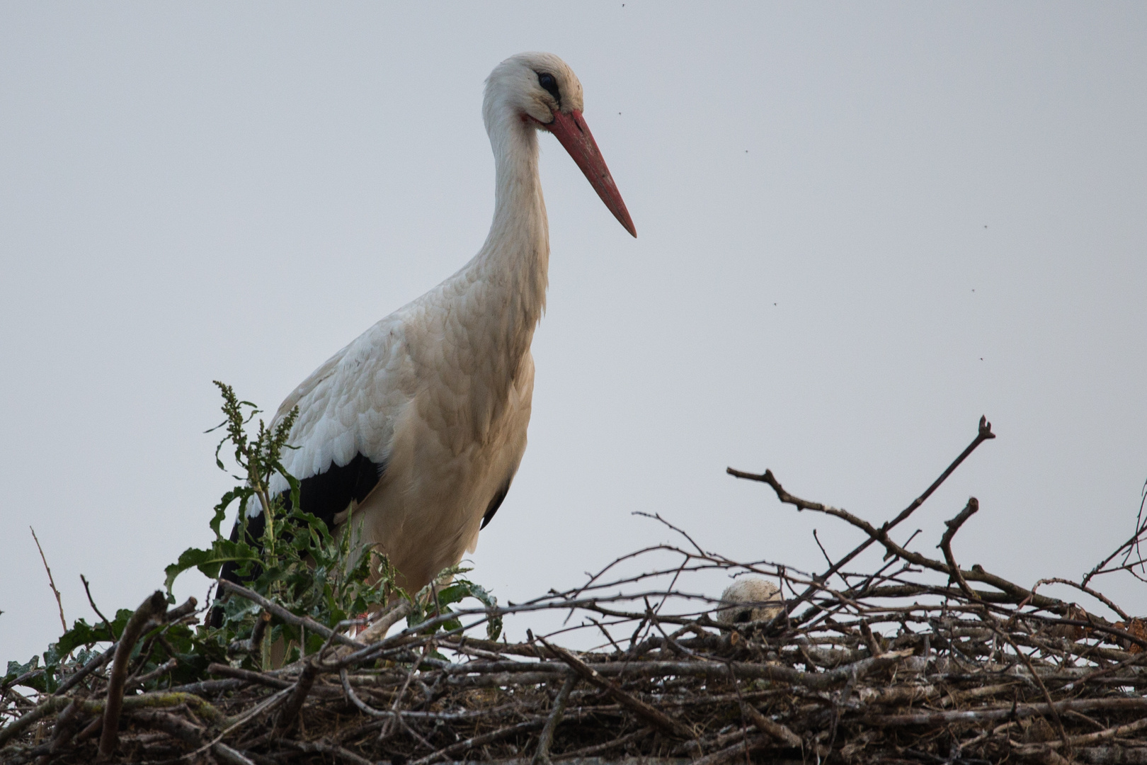 Der Storch..