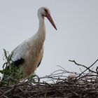 Der Storch..