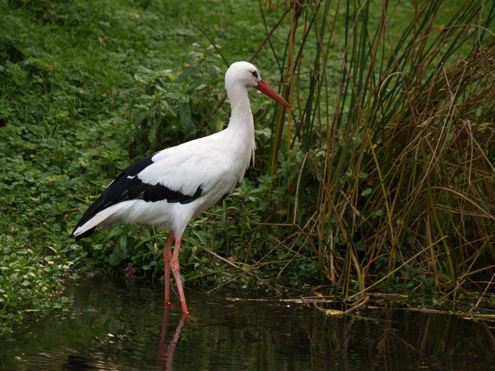 Der Storch