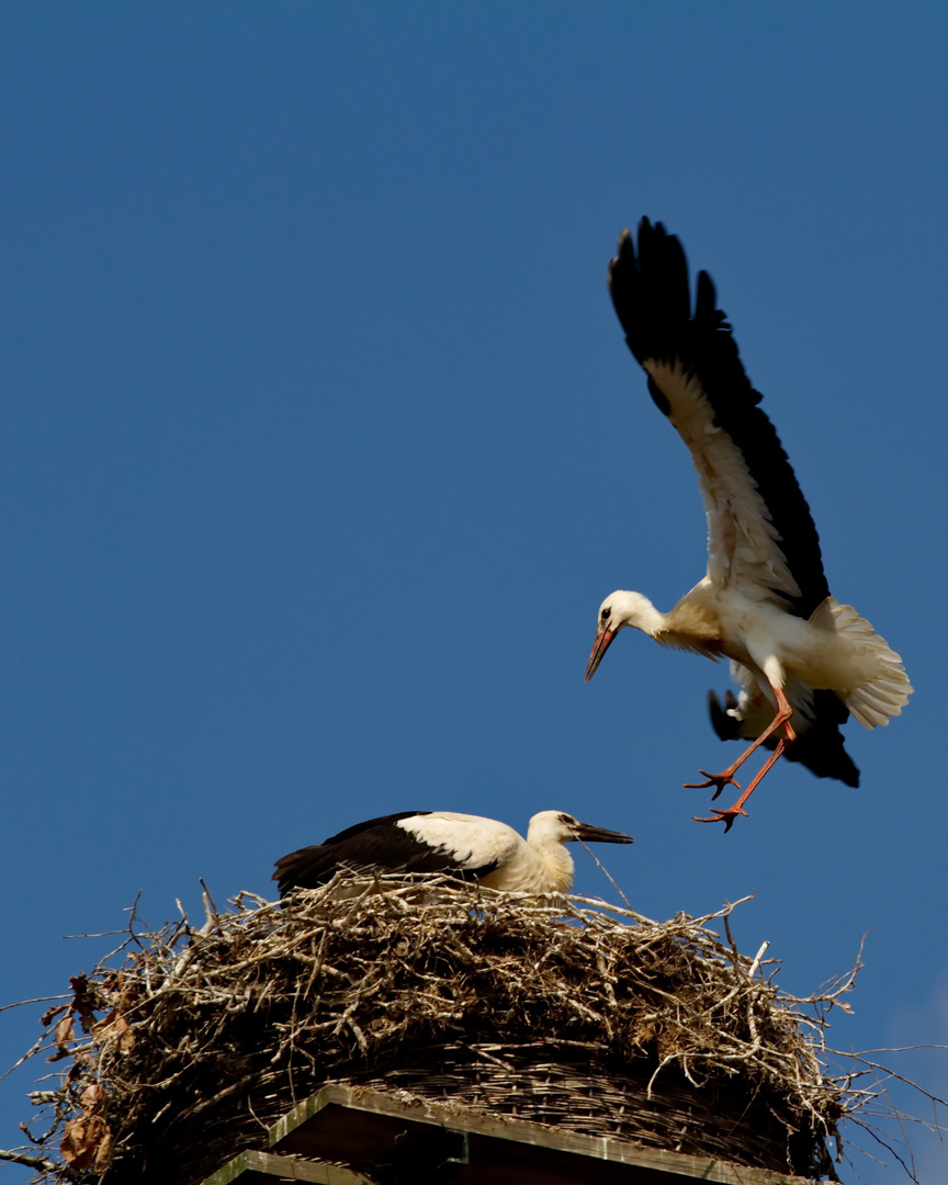 der Storch