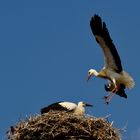 der Storch