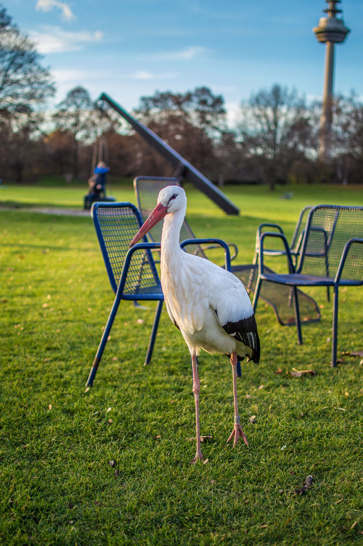 Der Storch