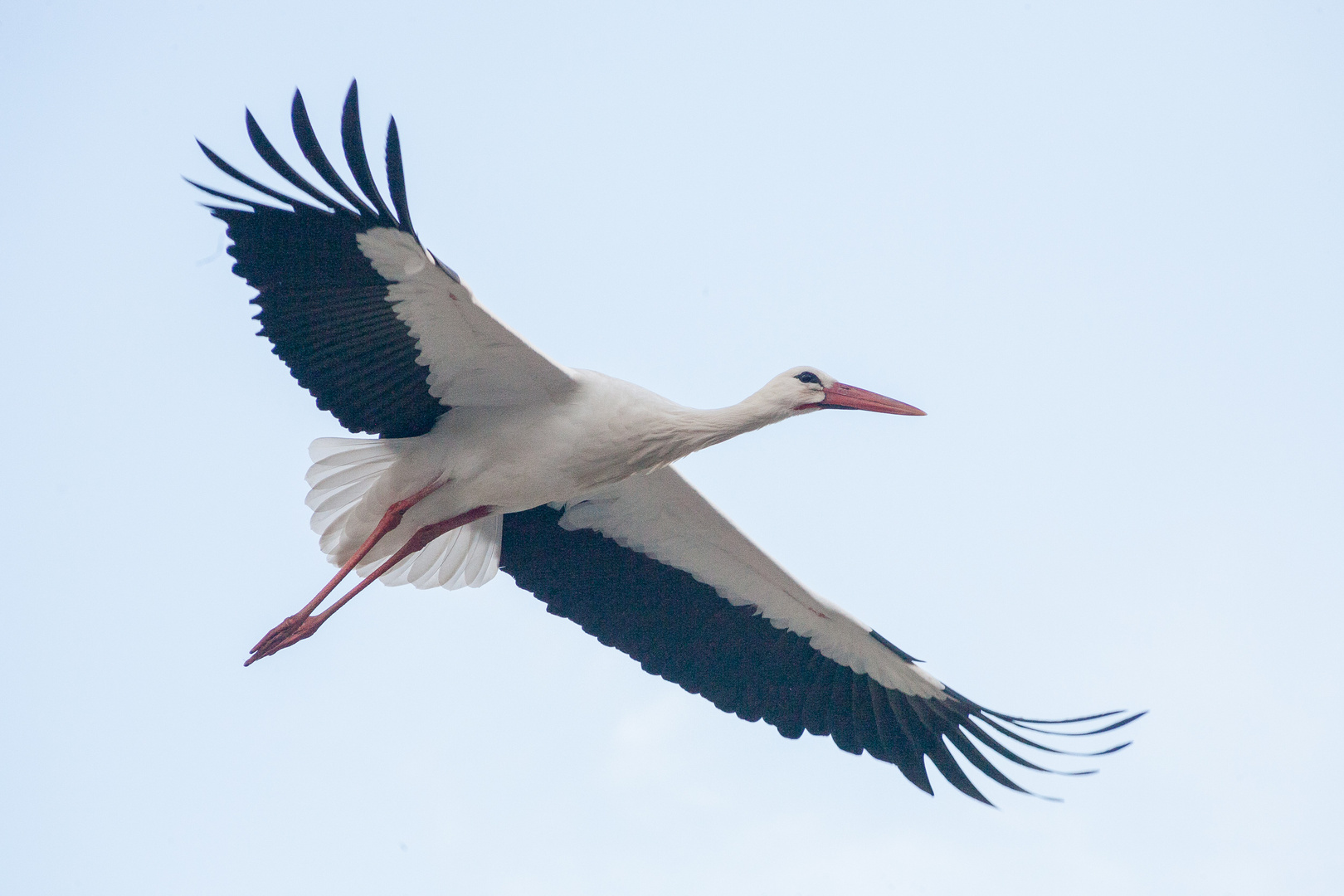 Der Storch