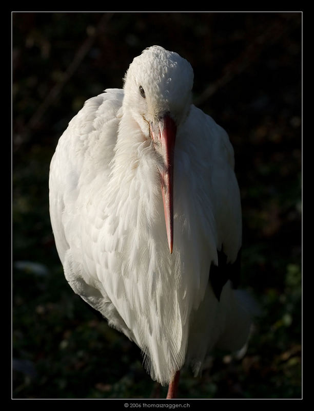 Der Storch