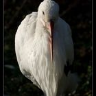 Der Storch