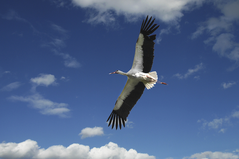 Der Storch...