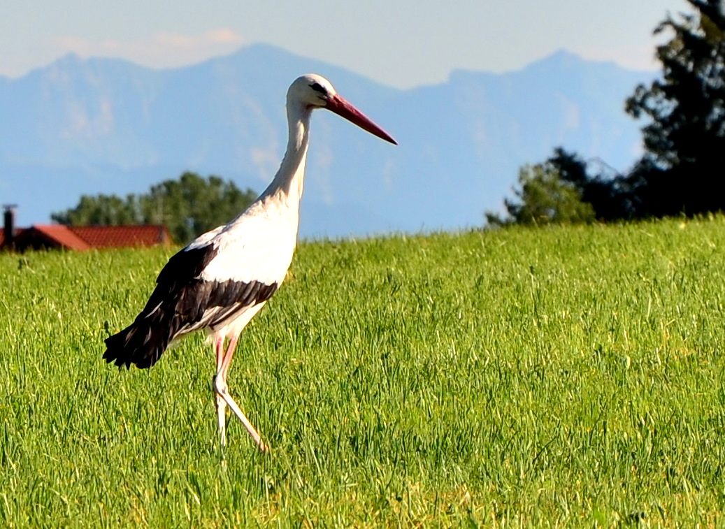 Der Storch