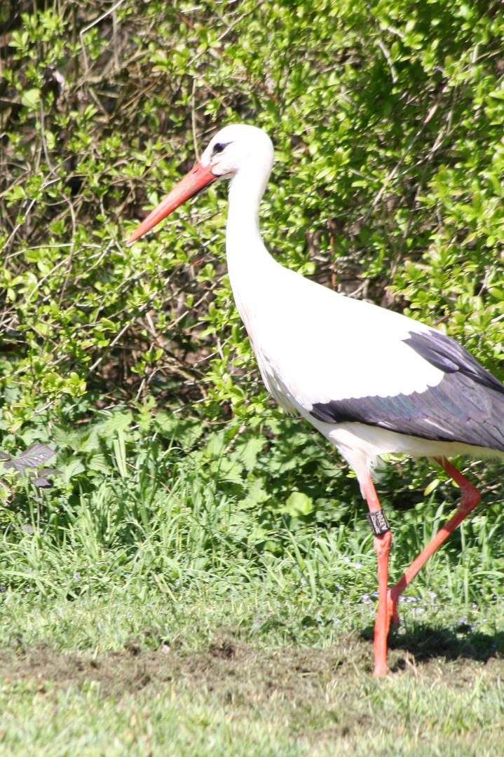 Der Storch