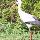 Der Storch