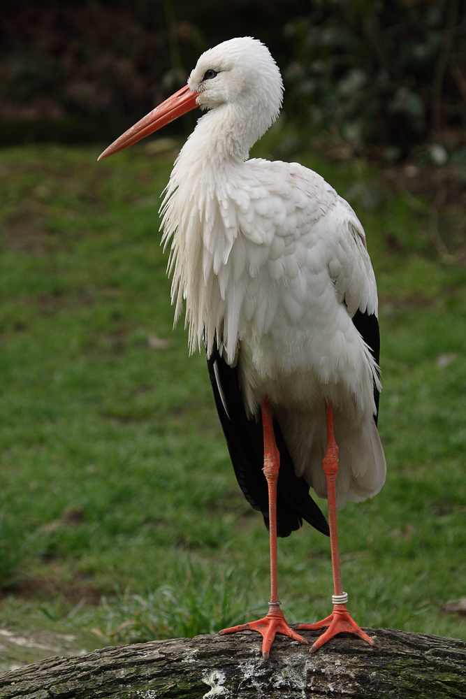 Der Storch