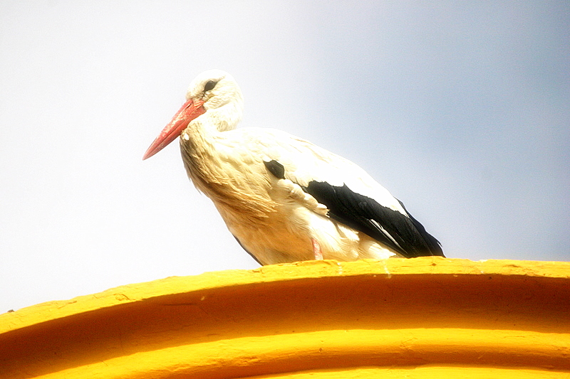 Der Storch