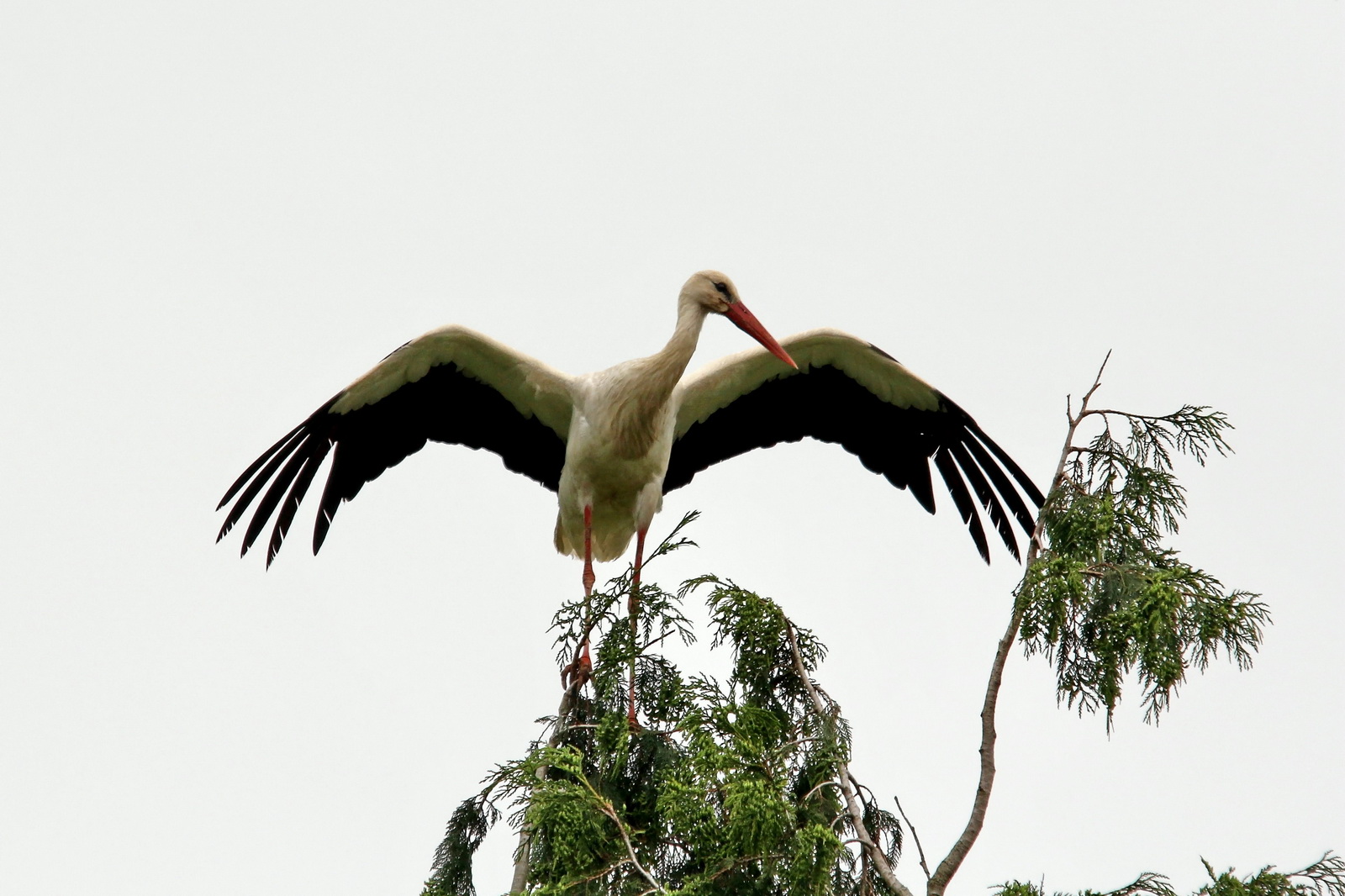 der Storch-ein seltener Anblick in Langenorla