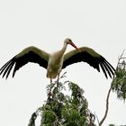 der Storch-ein seltener Anblick in Langenorla