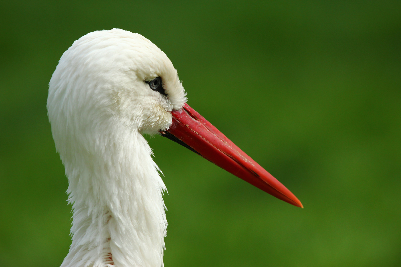 Der Storch