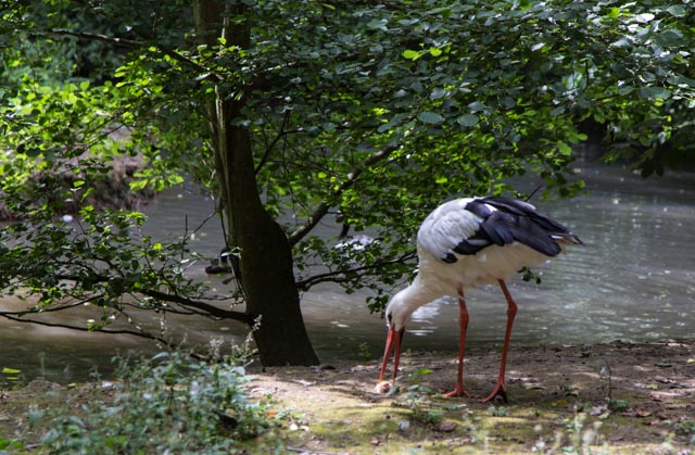 der Storch