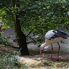 der Storch