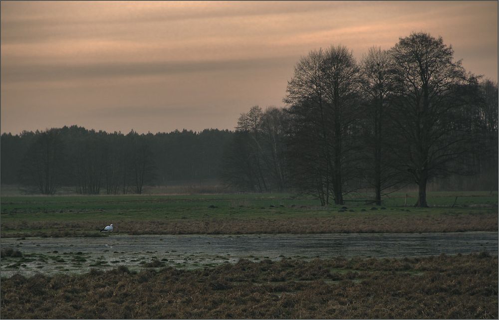 Der Storch ...