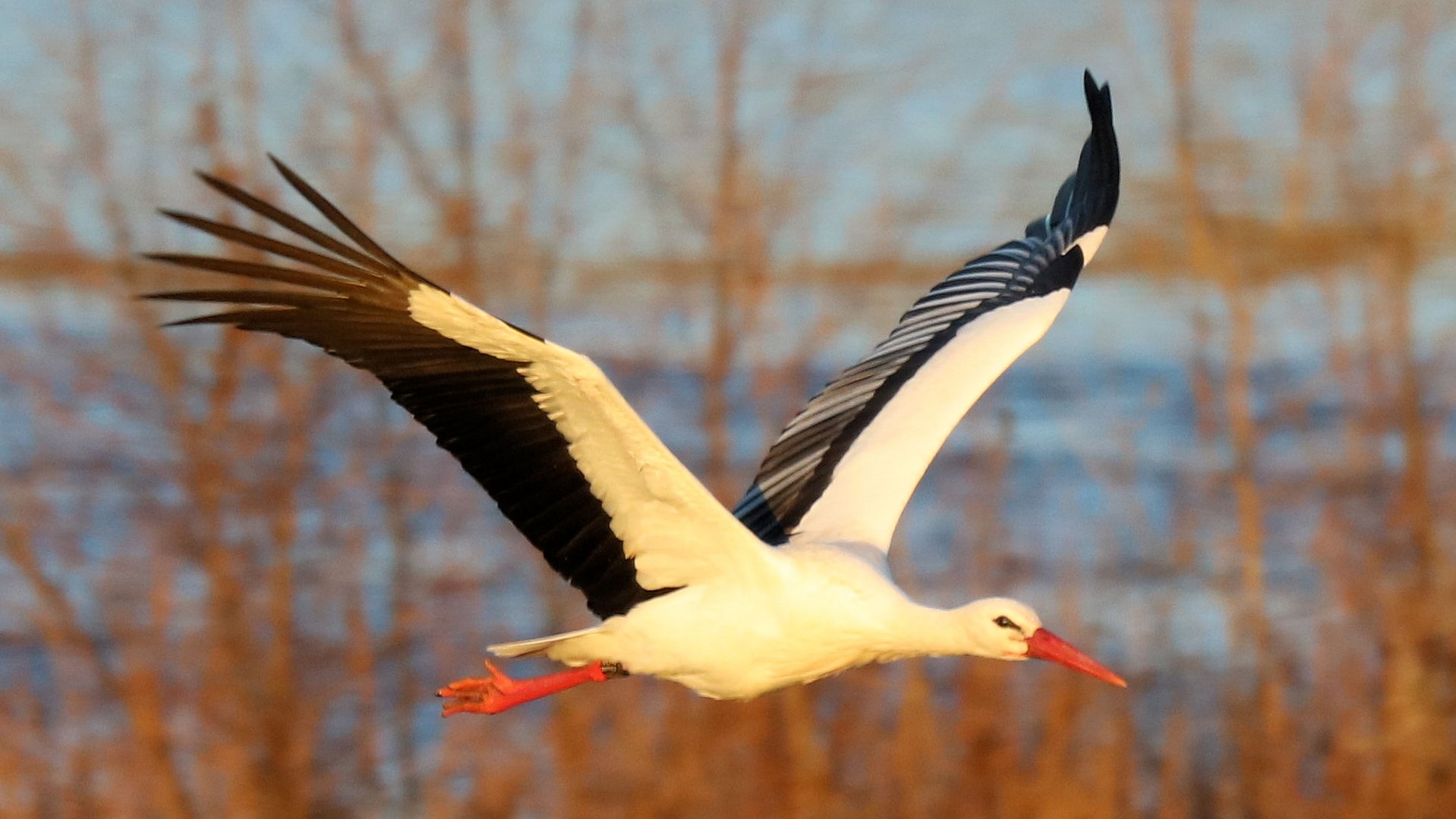 Der Storch...