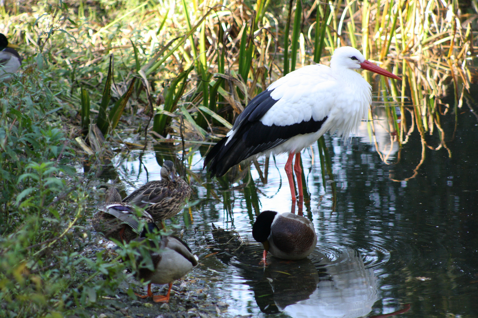 Der Storch & Friends