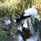 Der Storch & Friends