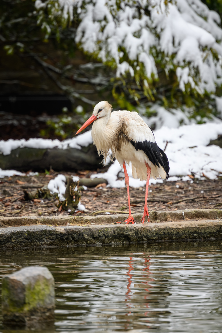 Der Storch hält Ausschau