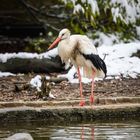 Der Storch hält Ausschau