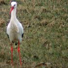 Der Storch hat etwas im Gras entdeckt .