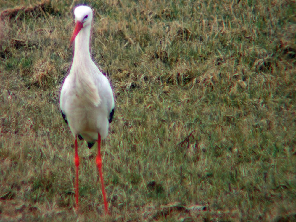 Der Storch hat etwas im Gras entdeckt .