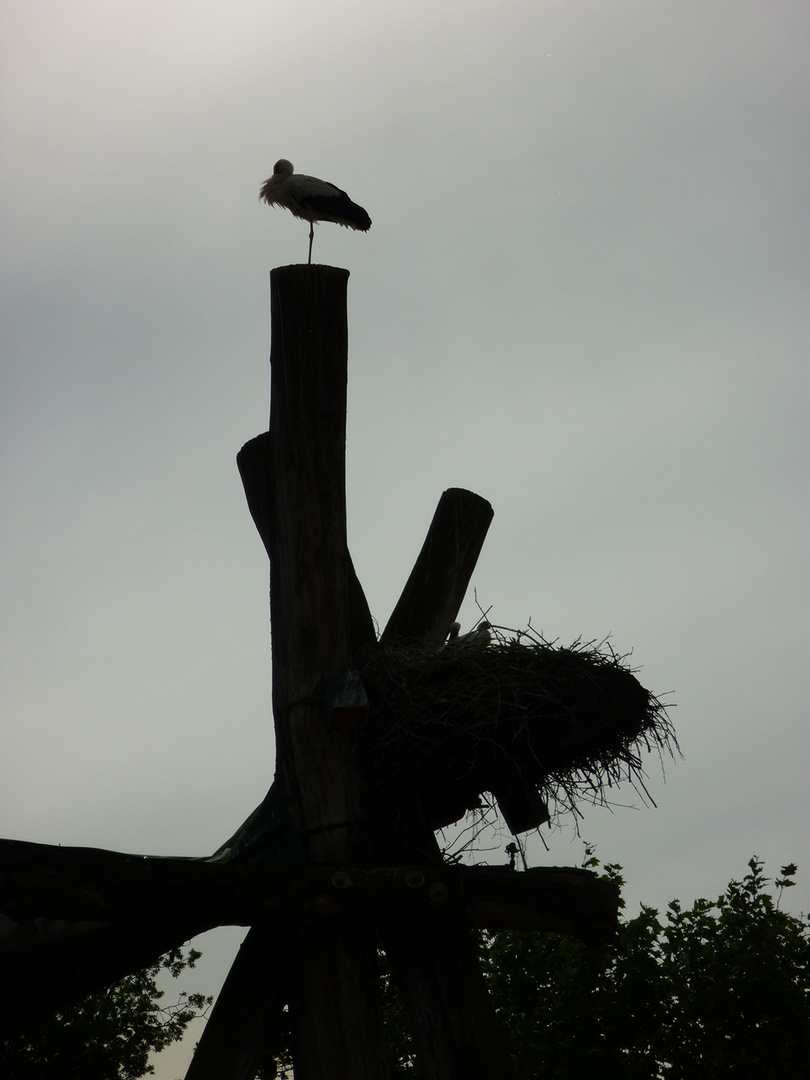 der storch im elefanten-park