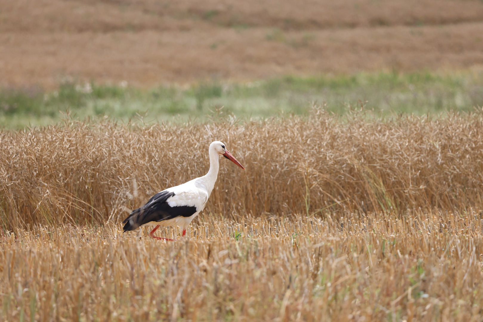 Der Storch im Feld