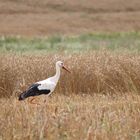 Der Storch im Feld