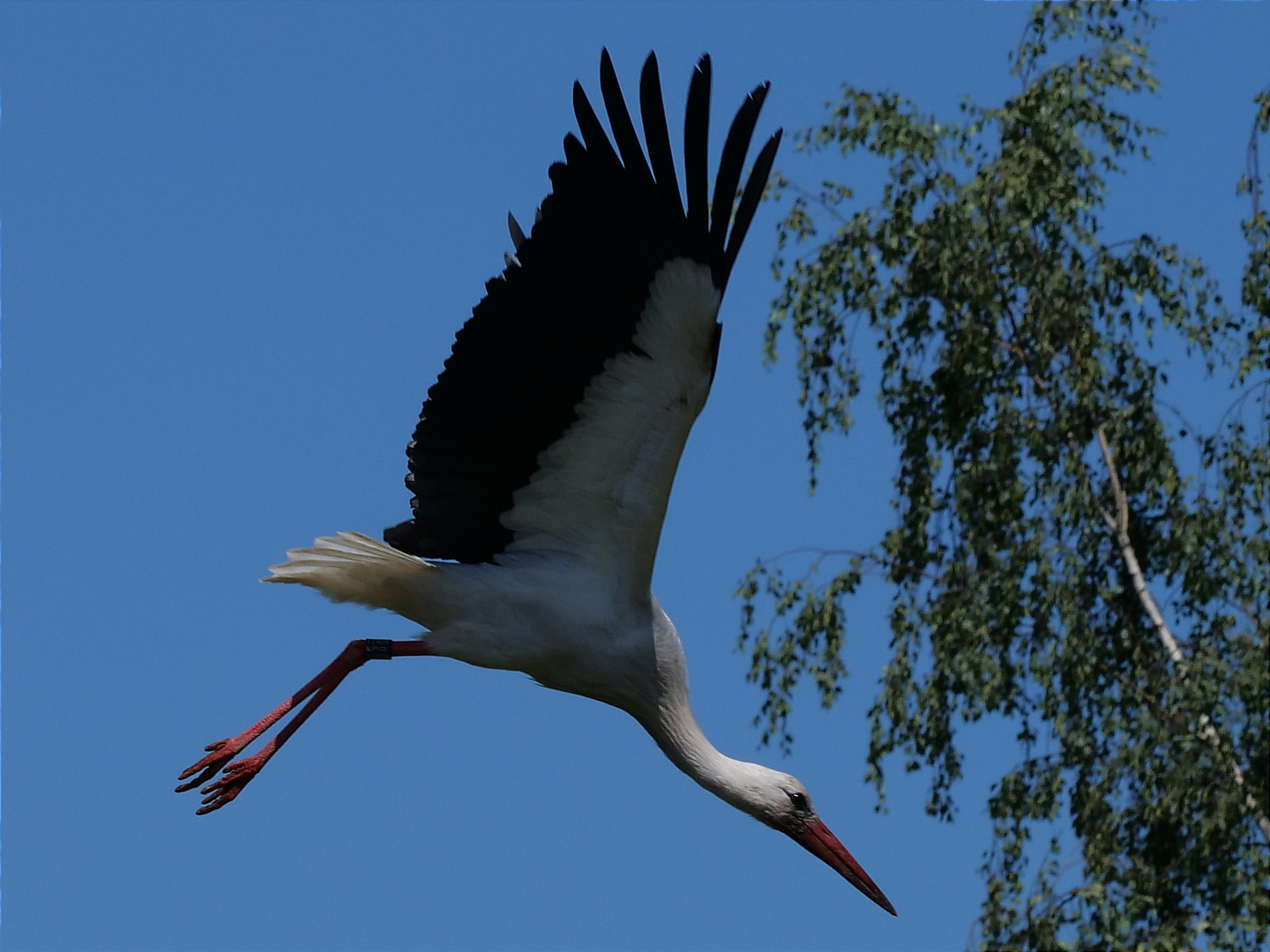 Der Storch im Flug