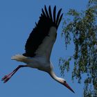 Der Storch im Flug