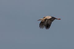 Der Storch im Flug