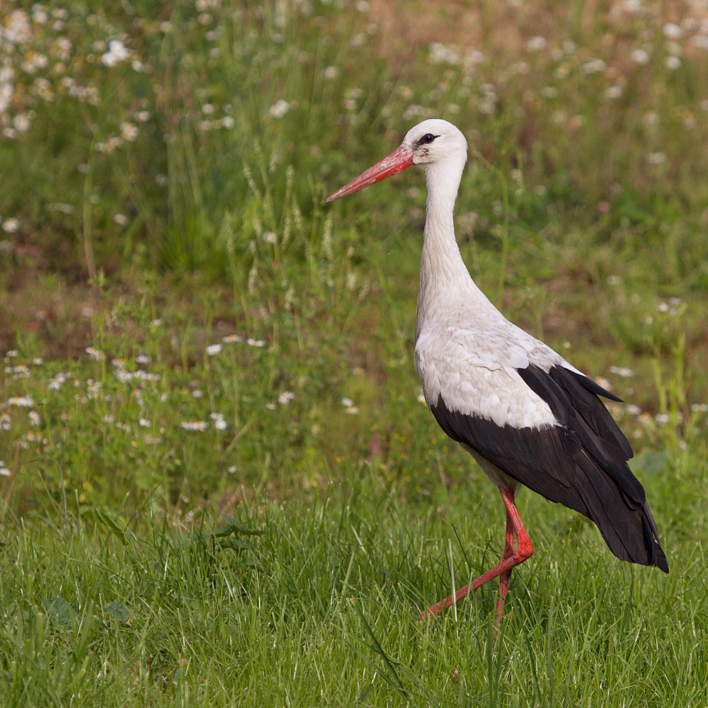 Der Storch im Garten