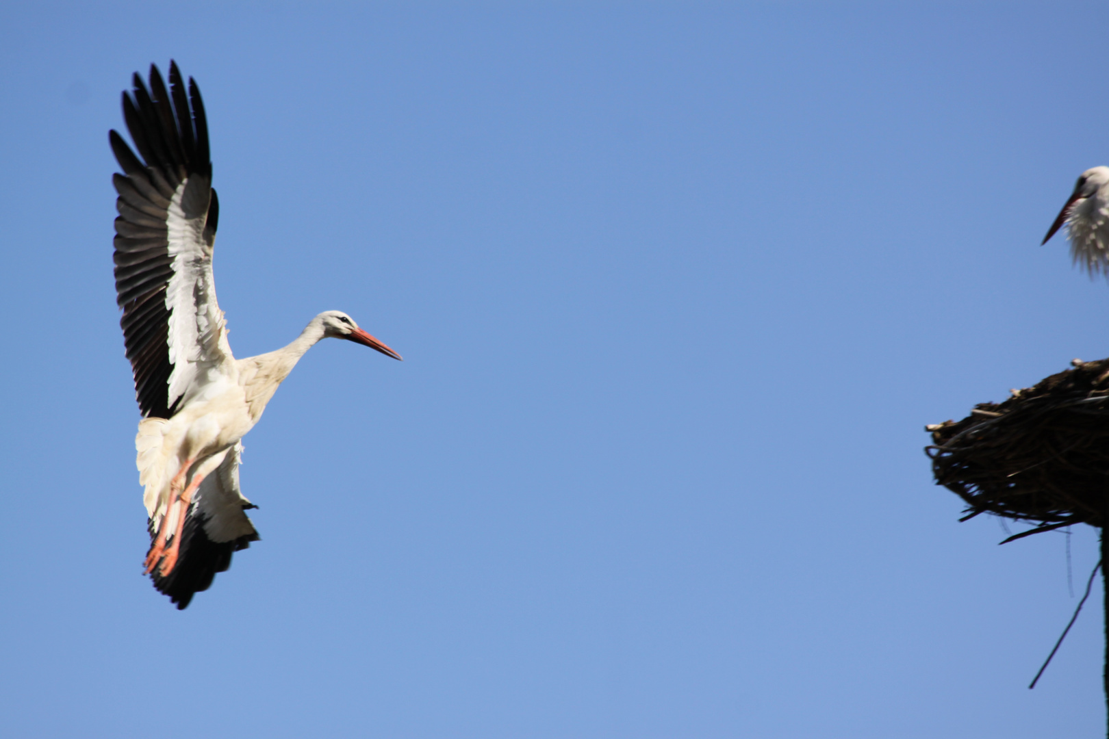 Der Storch im Landeanflug