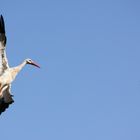 Der Storch im Landeanflug