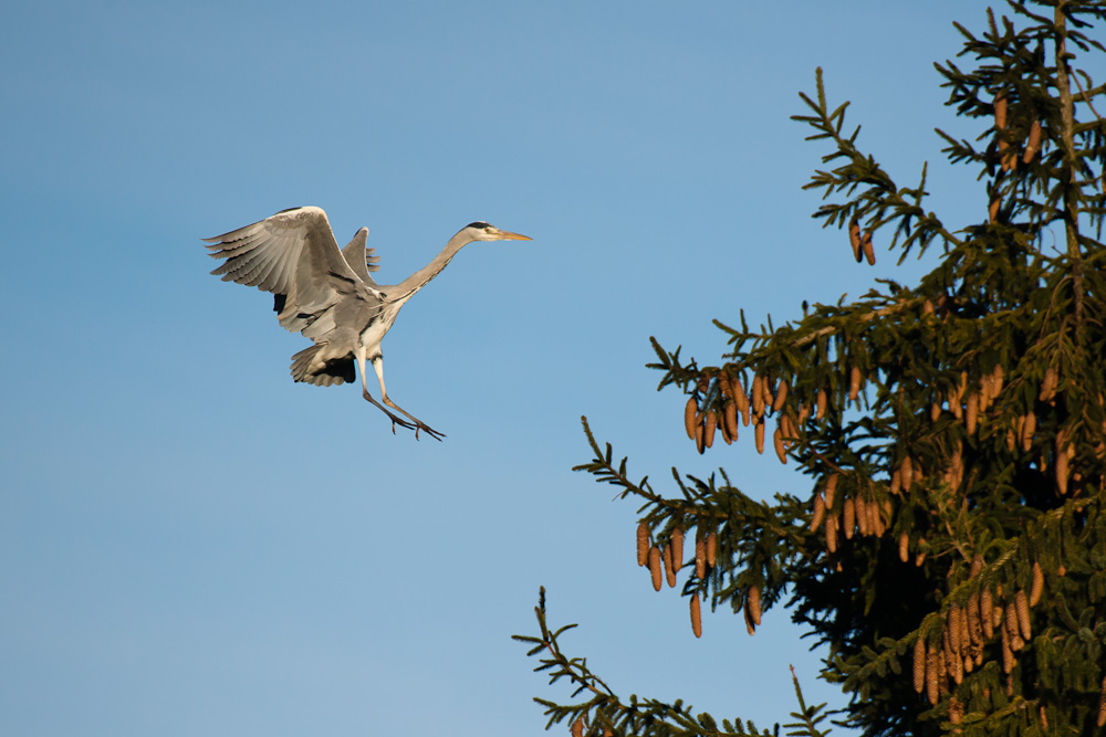 Der Storch im Landeanflug