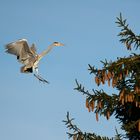 Der Storch im Landeanflug