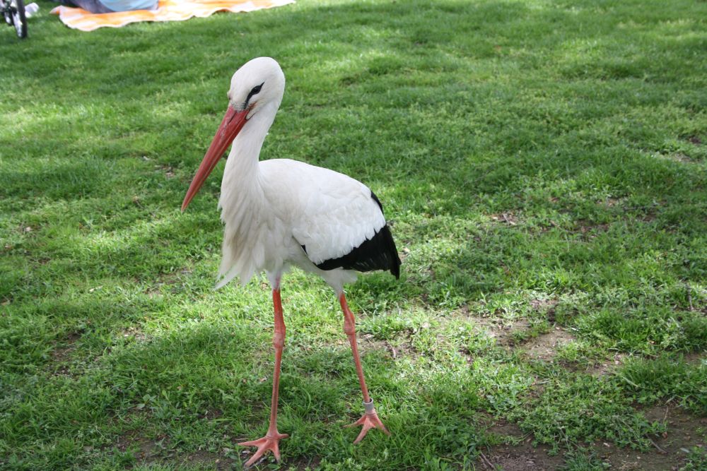 Der Storch im Mannheimer Louisenpark