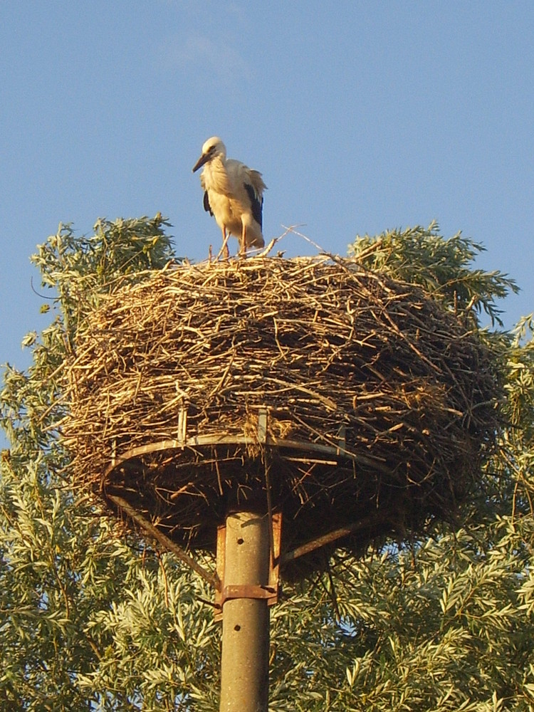 Der Storch im Nest