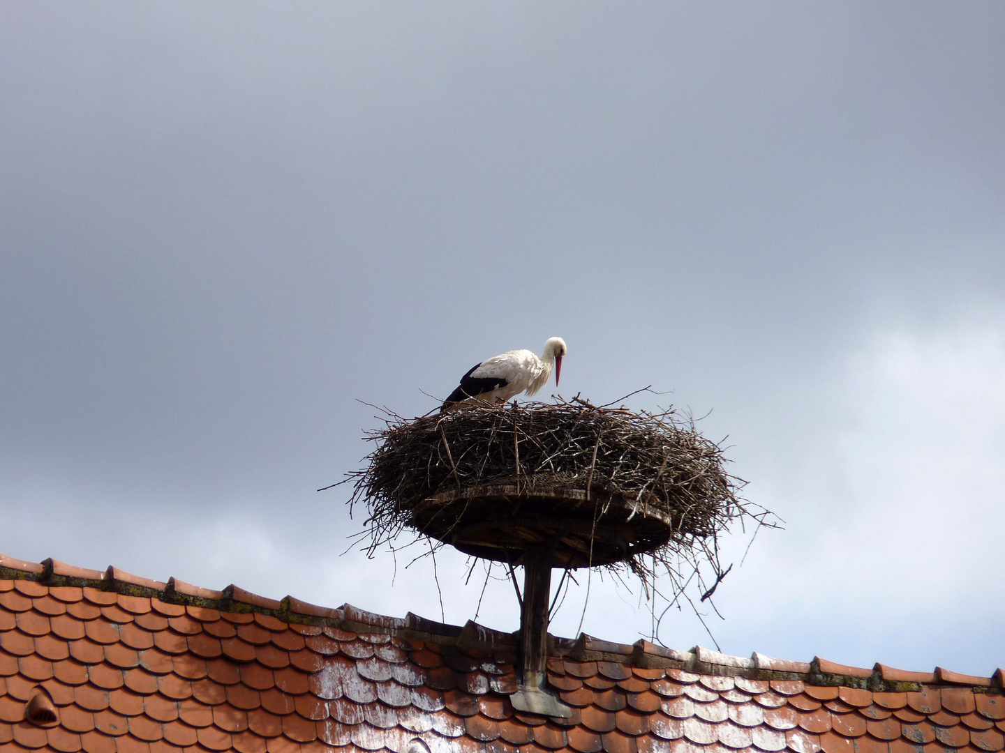 Der Storch im Nest